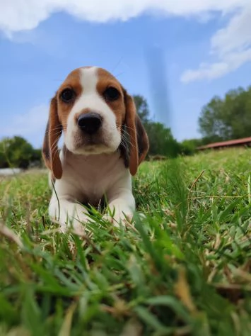 CUCCIOLI BEAGLE TRICOLORE | Foto 2