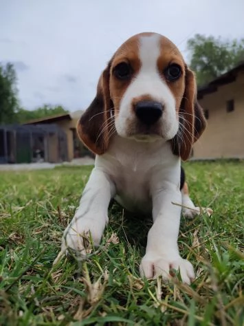 CUCCIOLI BEAGLE TRICOLORE