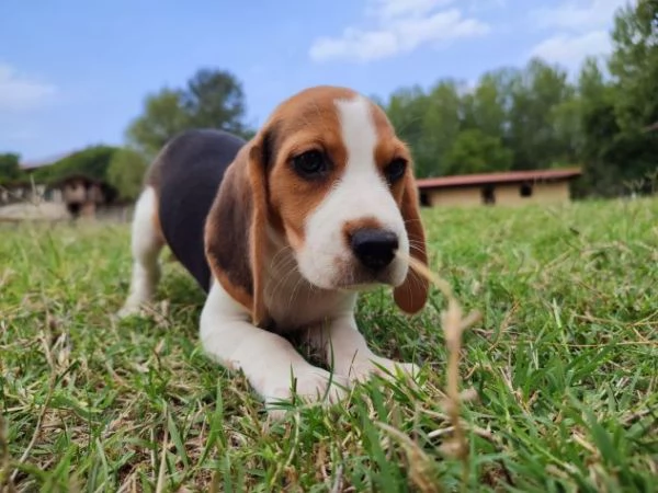 CUCCIOLI BEAGLE TRICOLORE | Foto 1