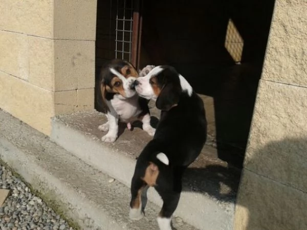  fantastici cuccioli maschietti e femminucce di beagle tricolore | Foto 1