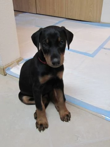 Disponibili cuccioli Doberman con pedigree | Foto 1