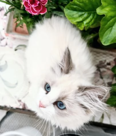 Meraviglioso cucciolo di ragdoll con pedigree