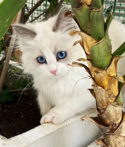 Meraviglioso cucciolo di ragdoll con pedigree | Foto 2