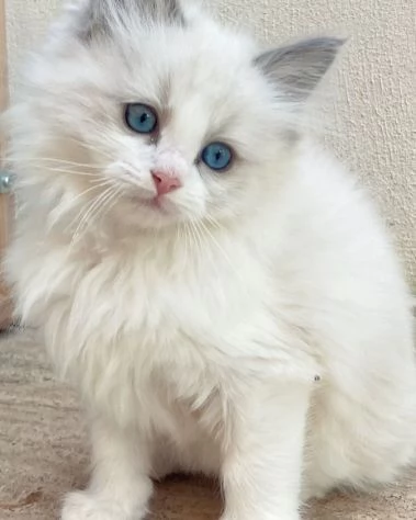 Meraviglioso cucciolo di ragdoll con pedigree | Foto 1