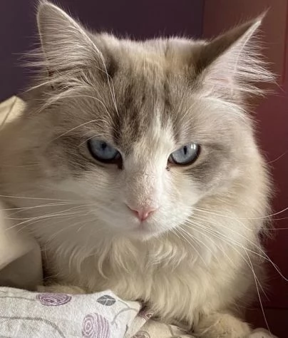 Meraviglioso cucciolo di ragdoll con pedigree | Foto 0