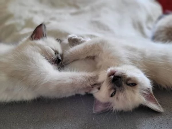 Dolci gattini Ragdoll per case amorevoli | Foto 2