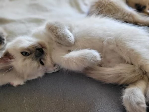 Dolci gattini Ragdoll per case amorevoli | Foto 0