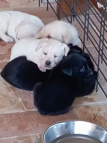 Cuccioli di Labrador Retriever con Pedigree | Foto 1
