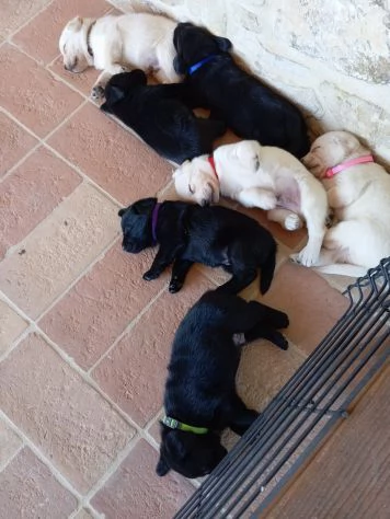 Cuccioli di Labrador Retriever con Pedigree | Foto 0