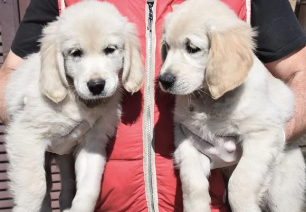 cuccioli di golden retriever pedigree Enci Fci | Foto 2