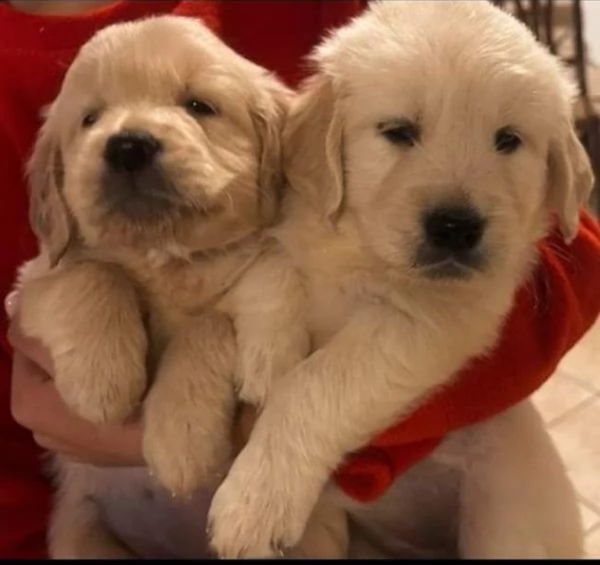 cuccioli di golden retriever pedigree Enci Fci