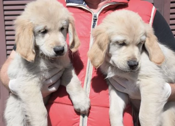 cuccioli di golden retriever pedigree Enci Fci | Foto 0