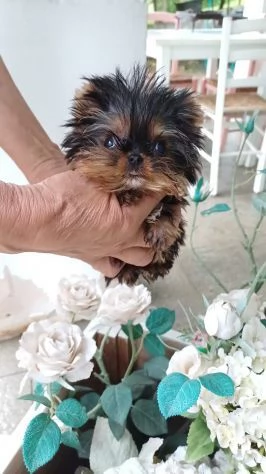 Cuccioli di yorkshire con pedigree Enci | Foto 6