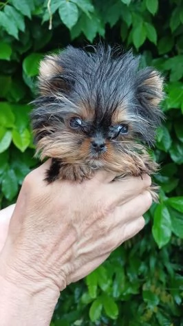 Cuccioli di yorkshire con pedigree Enci | Foto 5