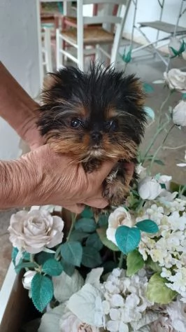 Cuccioli di yorkshire con pedigree Enci | Foto 4