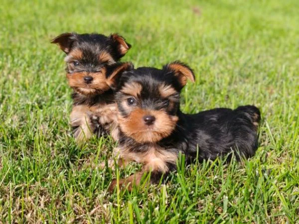 Cuccioli di yorkshire con pedigree Enci | Foto 3