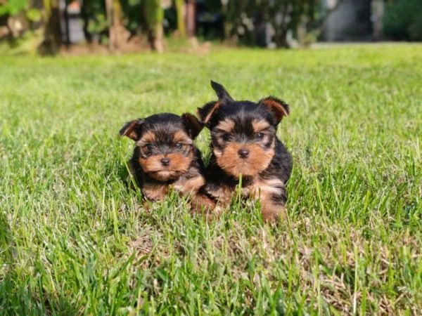 Cuccioli di yorkshire con pedigree Enci | Foto 2