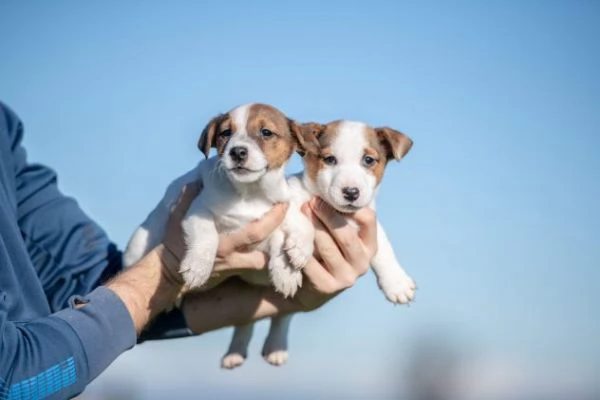 Animali cuccioli di Jack Russel Terrier | Foto 5