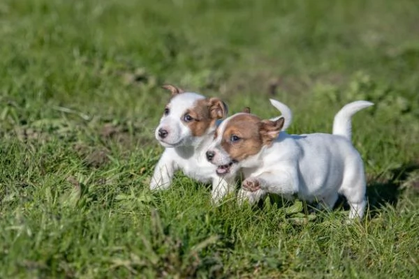 Animali cuccioli di Jack Russel Terrier | Foto 4