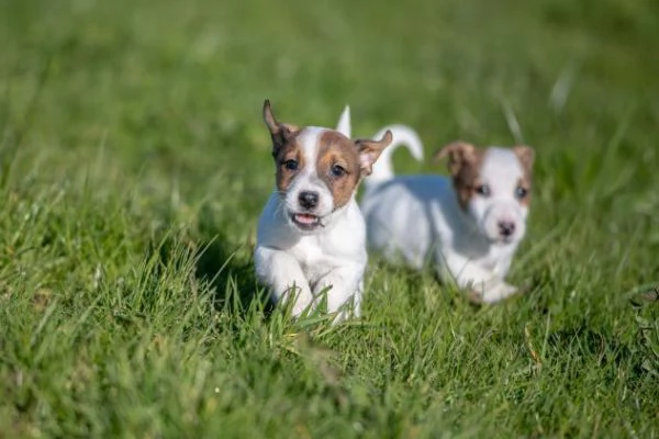 Animali cuccioli di Jack Russel Terrier | Foto 3