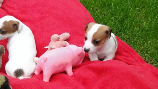 Animali cuccioli di Jack Russel Terrier | Foto 2