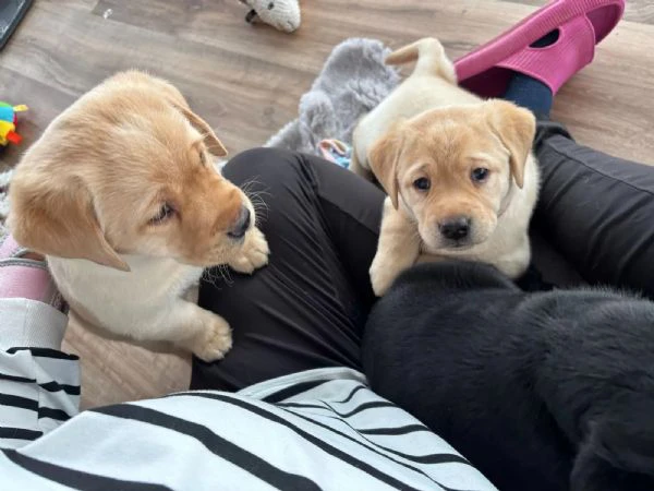 Dolci cuccioli di Labrador di razza pura, gialli | Foto 2