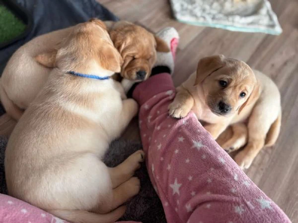 Dolci cuccioli di Labrador di razza pura, gialli