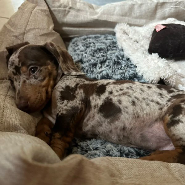 Cucciolo bassotto nano tedesco | Foto 1