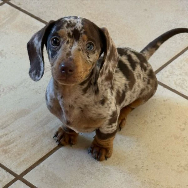 Bassotto a pelo duro arlecchino cioccolato | Foto 1