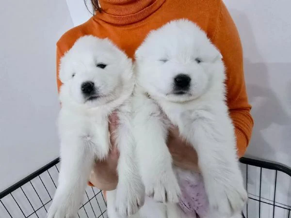 Cuccioli di Samoiedo | Foto 1