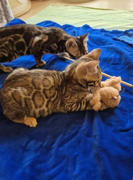 Gattini del Bengala di razza pura e amorevoli per adozione gratuita | Foto 2