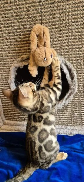 Gattini del Bengala di razza pura e amorevoli per adozione gratuita | Foto 1