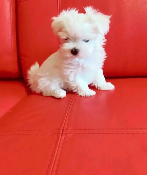 Maltese mini Toy | Foto 0