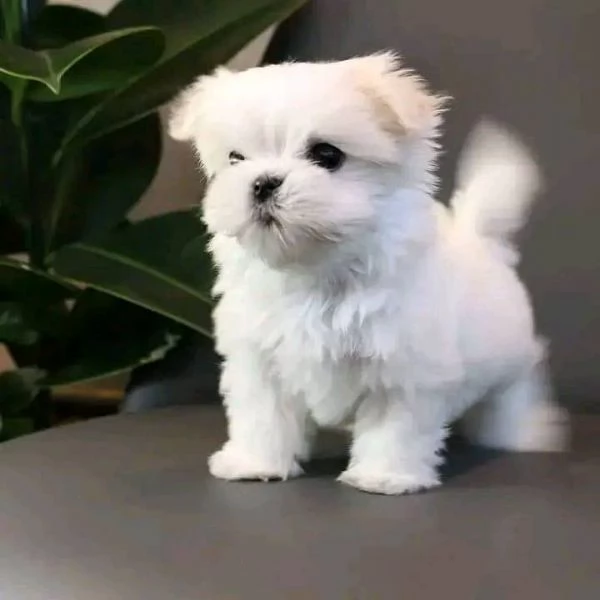 Maltese toy cuccioli