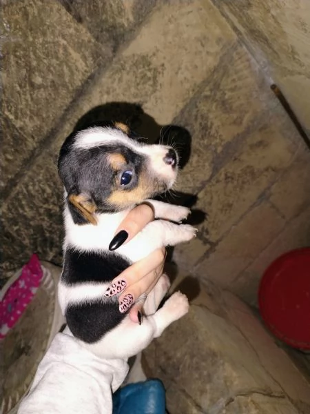 Cuccioli jack russel  | Foto 5