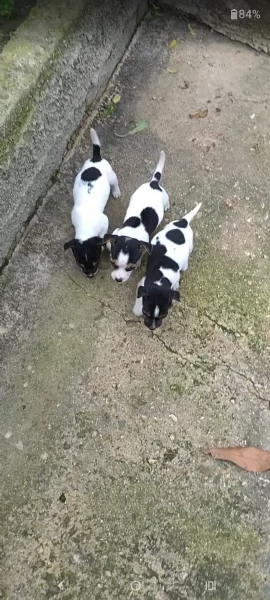 Cuccioli jack russel  | Foto 4