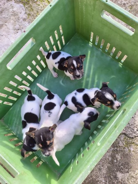 Cuccioli jack russel  | Foto 1