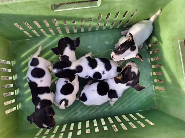 Cuccioli jack russel 