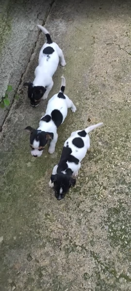 Cuccioli jack russel  | Foto 0