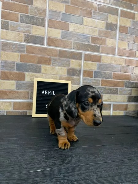 Regala cuccioli di Bassotto | Foto 0