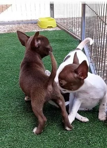 Regala cuccioli di Chihuahua | Foto 1