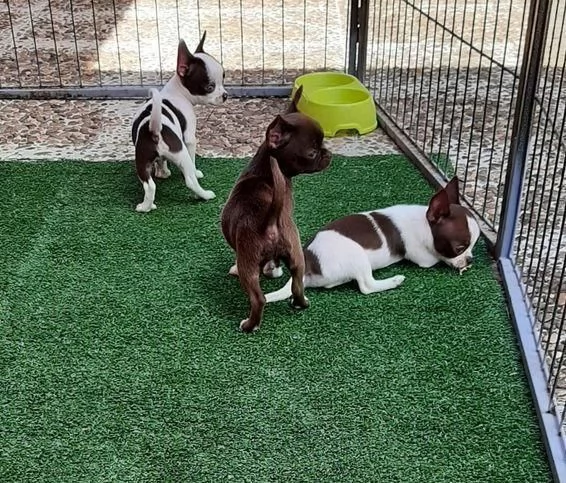 Regala cuccioli di Chihuahua