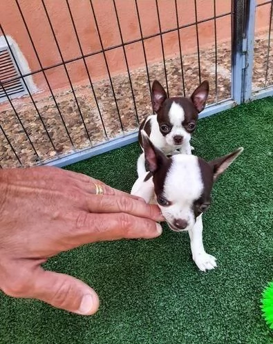 Regala cuccioli di Chihuahua | Foto 0