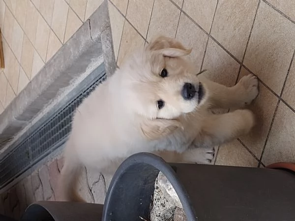 Cucciolo Golden retriever  | Foto 2