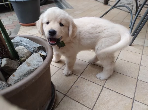 Cucciolo Golden retriever  | Foto 0