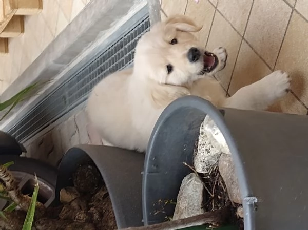Cucciolo Golden retriever 