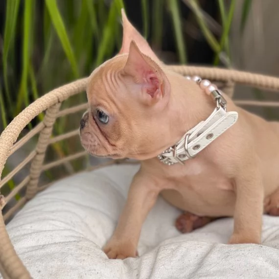 Regalo Cuccioli di Cane a Bulldog Francese Splendidi cuccioli di Bulldog Francese ad appassionati de