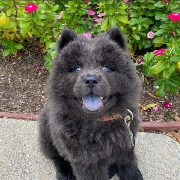 dorabili cuccioli di chow chow femminucce e maschietti disponibili per l'adozione gratuita i cucciol