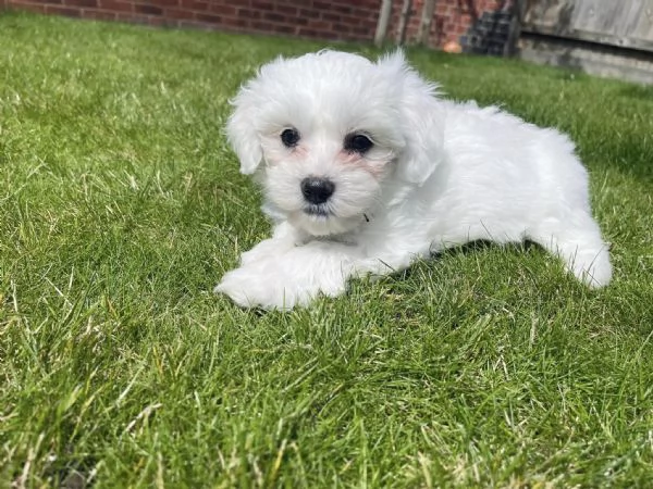 Maltese Cuccioli disponibili | Foto 0