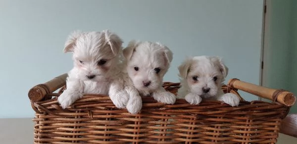 Mini Toy Maltese Cuccioli Maschi e Femmine  
